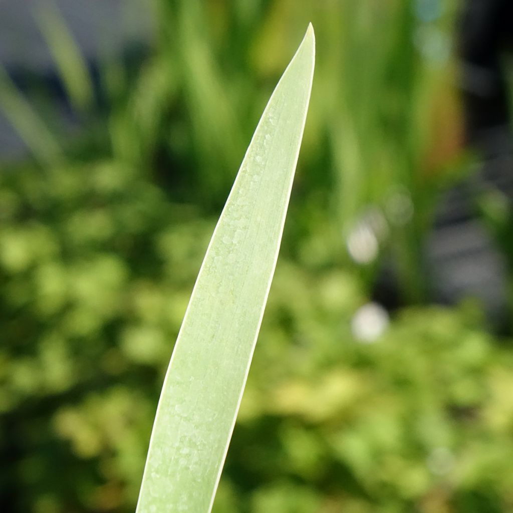 Iris germanica Hello Darling - Iris des Jardins