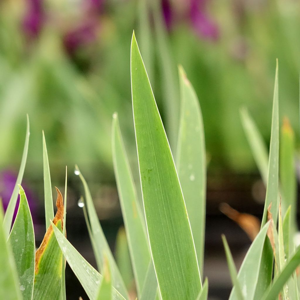 Iris germanica Sultan's Palace - Iris des Jardins