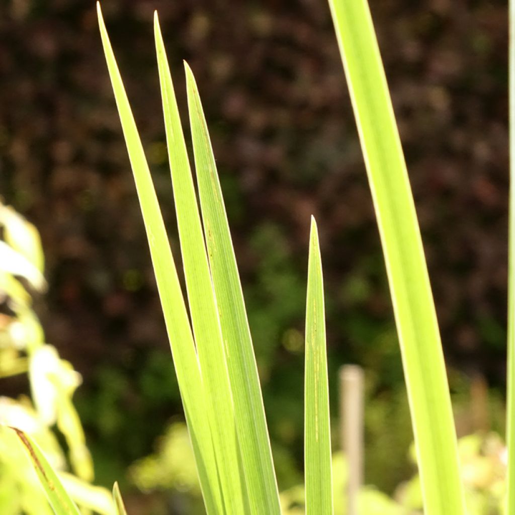 Iris pseudacorus Crème de la Crème - Iris des marais