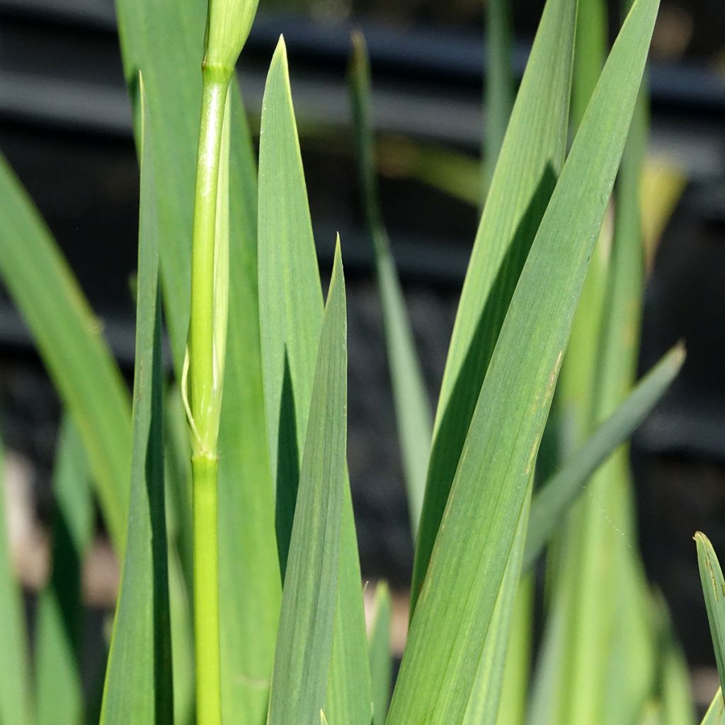 Iris pseudacorus Plena - Iris des marais