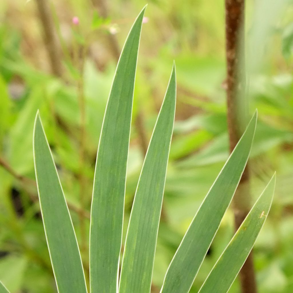Iris pumila Wee Harry - Iris des Jardins nain