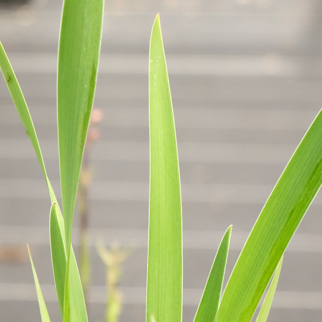 Iris robusta Dark Aura 