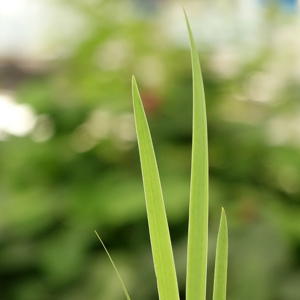 Iris setosa - Iris d'Alaska