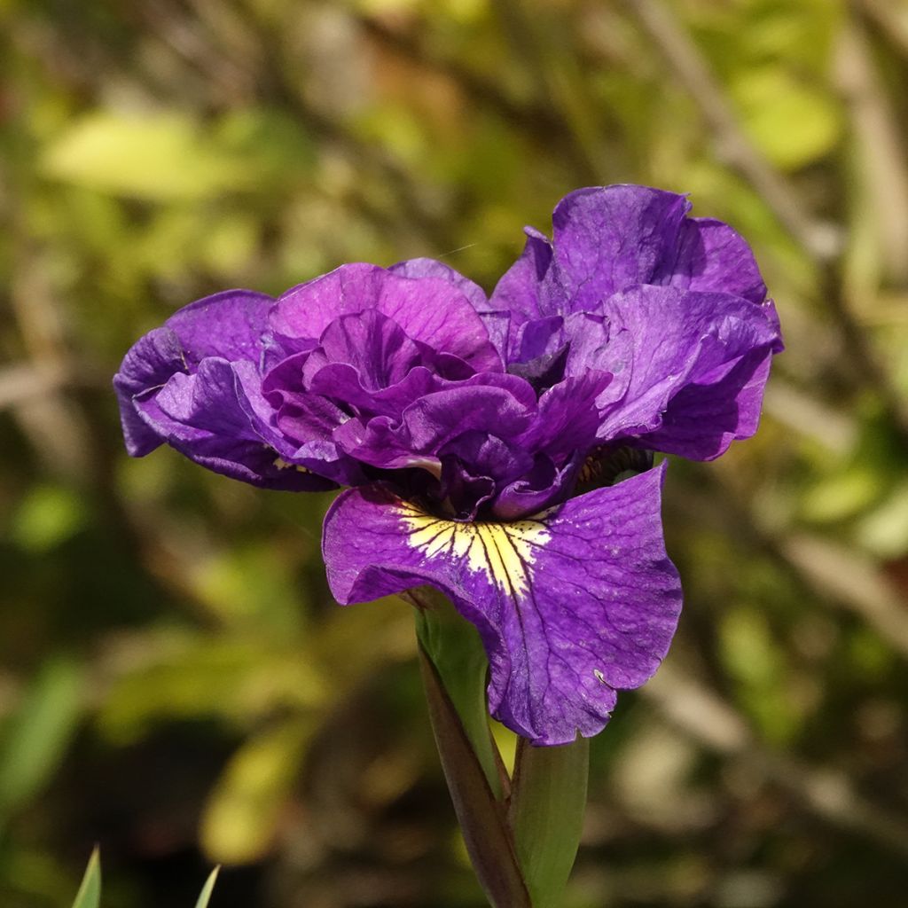 Iris sibirica Bundle of Joy - Iris de Sibérie