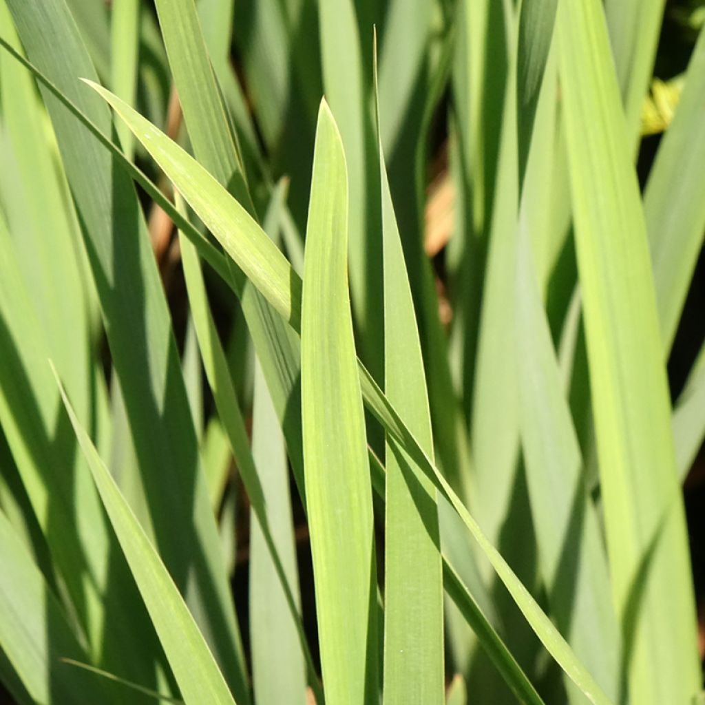 Iris sibirica Bundle of Joy - Iris de Sibérie