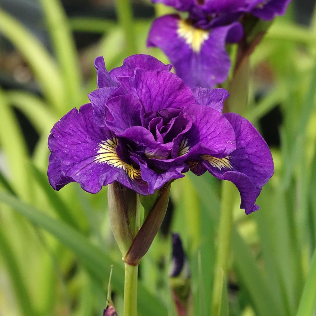 Iris sibirica Bundle of Joy - Iris de Sibérie