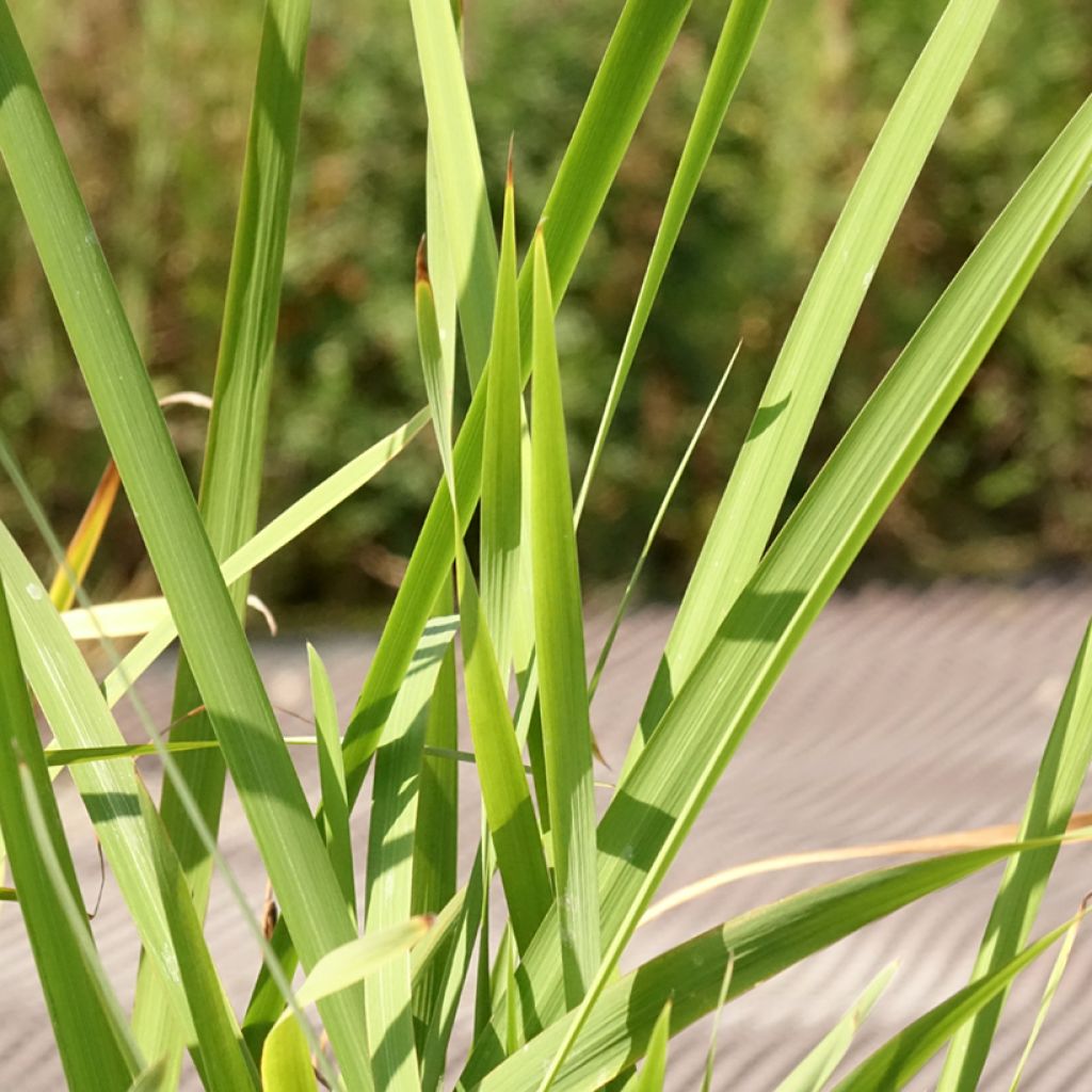 Iris sibirica Concord Crush - Iris de Sibérie