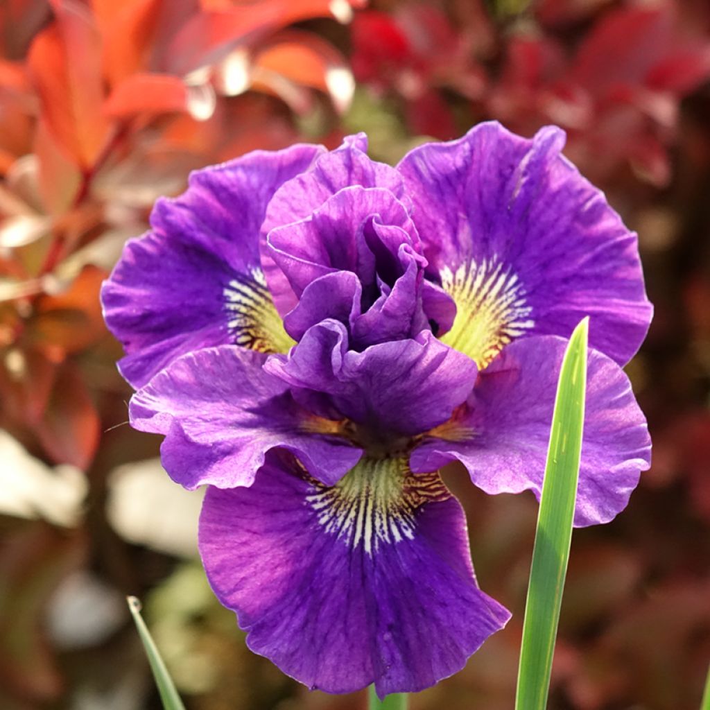 Iris sibirica Concord Crush - Iris de Sibérie