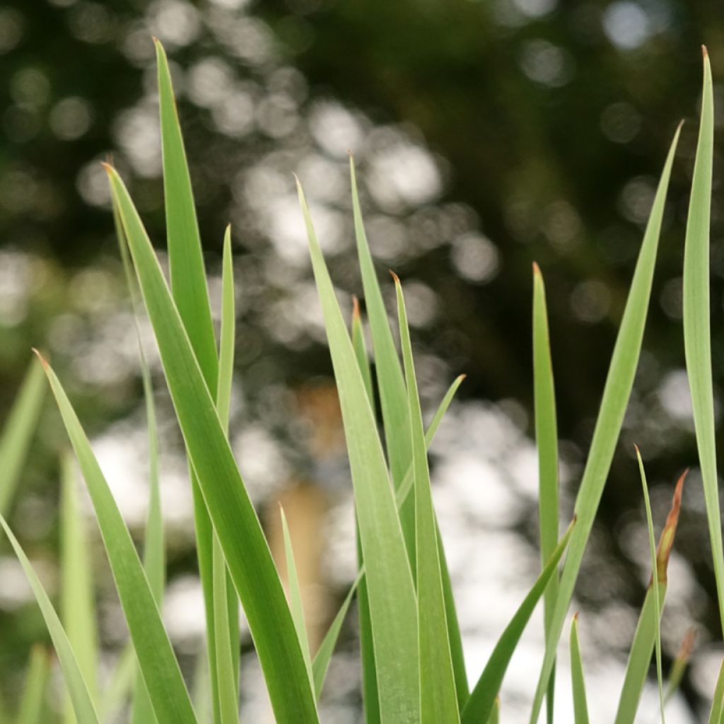 Iris sibirica Imperial Opal - Iris de Sibérie