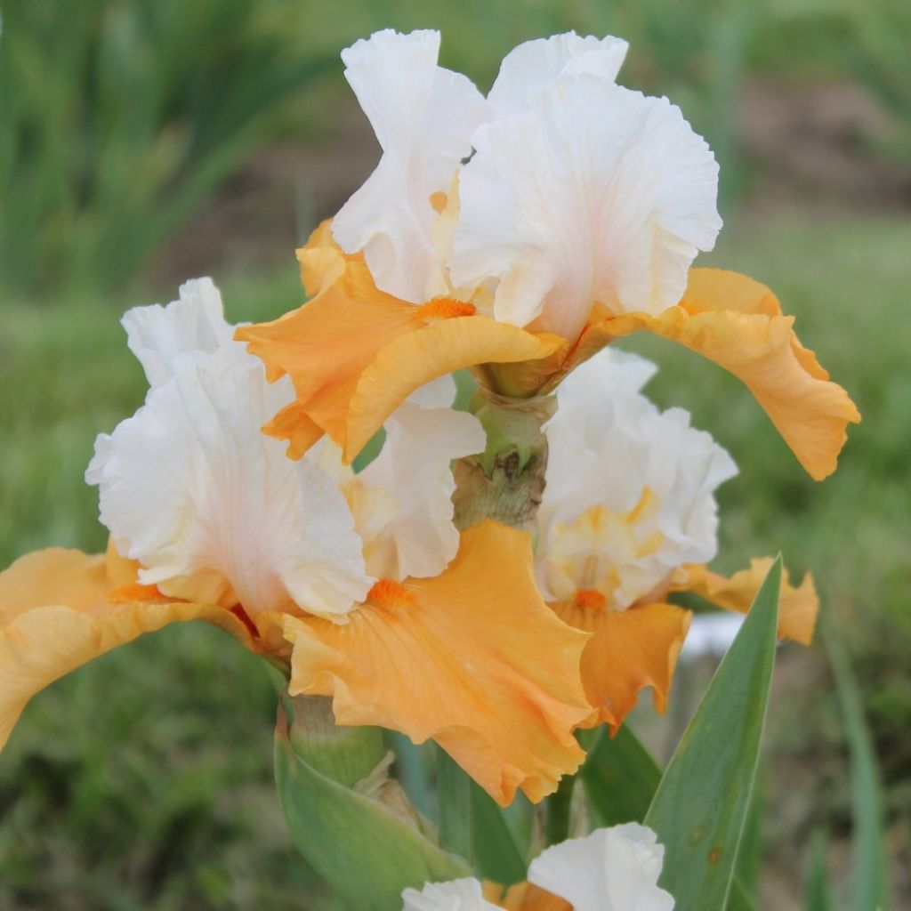 Iris germanica Pumpkin Cheesecake - Iris des Jardins