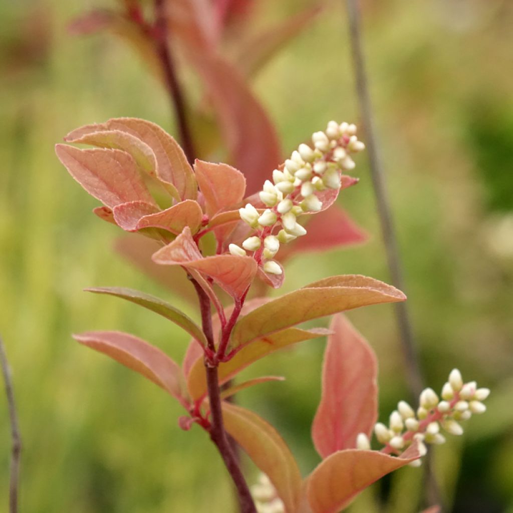 Itea virginica Henry's Garnet - Itea de Virginie