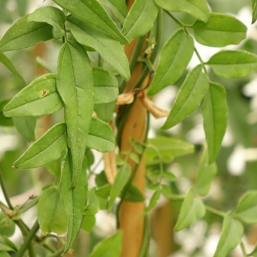 Jasmin - Jasminum polyanthum