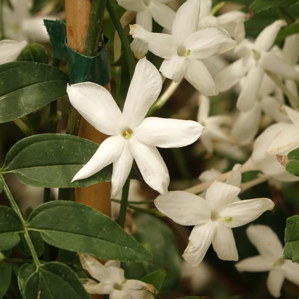 Jasmin - Jasminum polyanthum