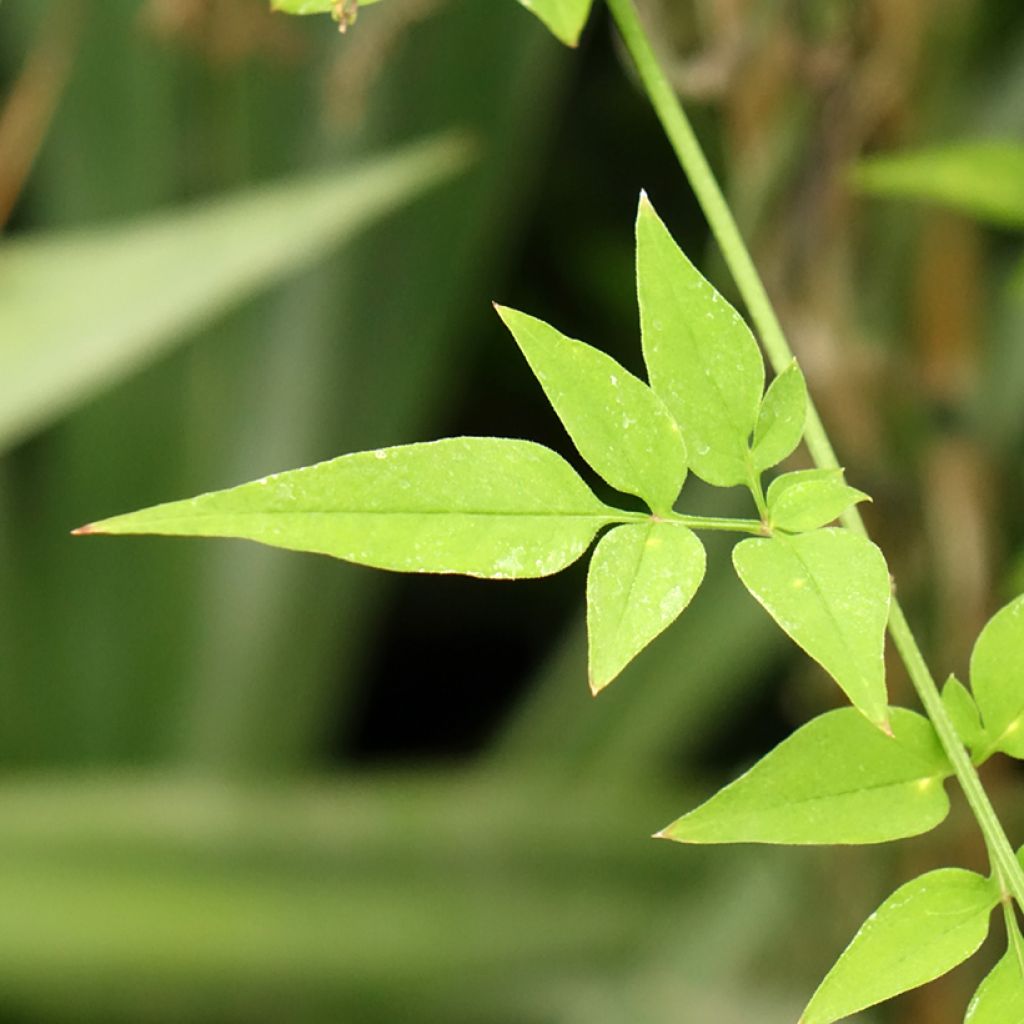 Jasmin officinal - Jasminum officinale Affinis