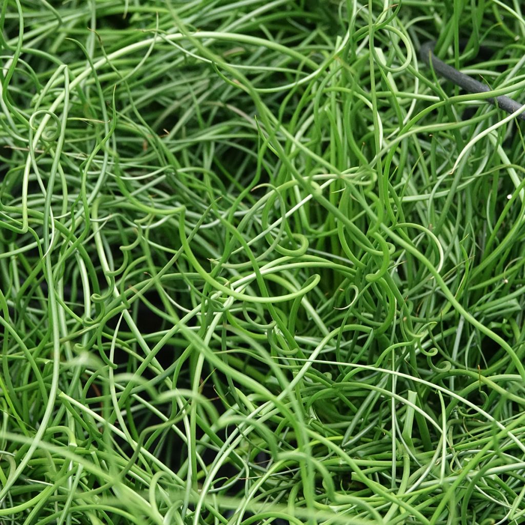 Juncus effusus Spiralis - Jonc spiralé