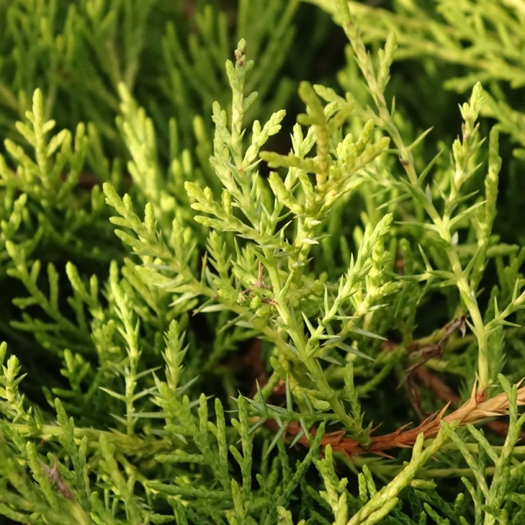 Juniperus chinensis Golden Saucer - Genévrier hybride