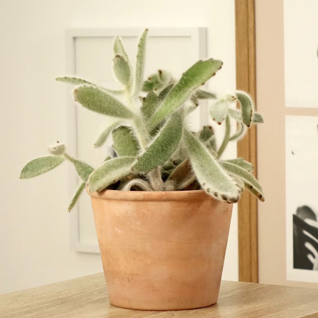 Kalanchoe tomentosa