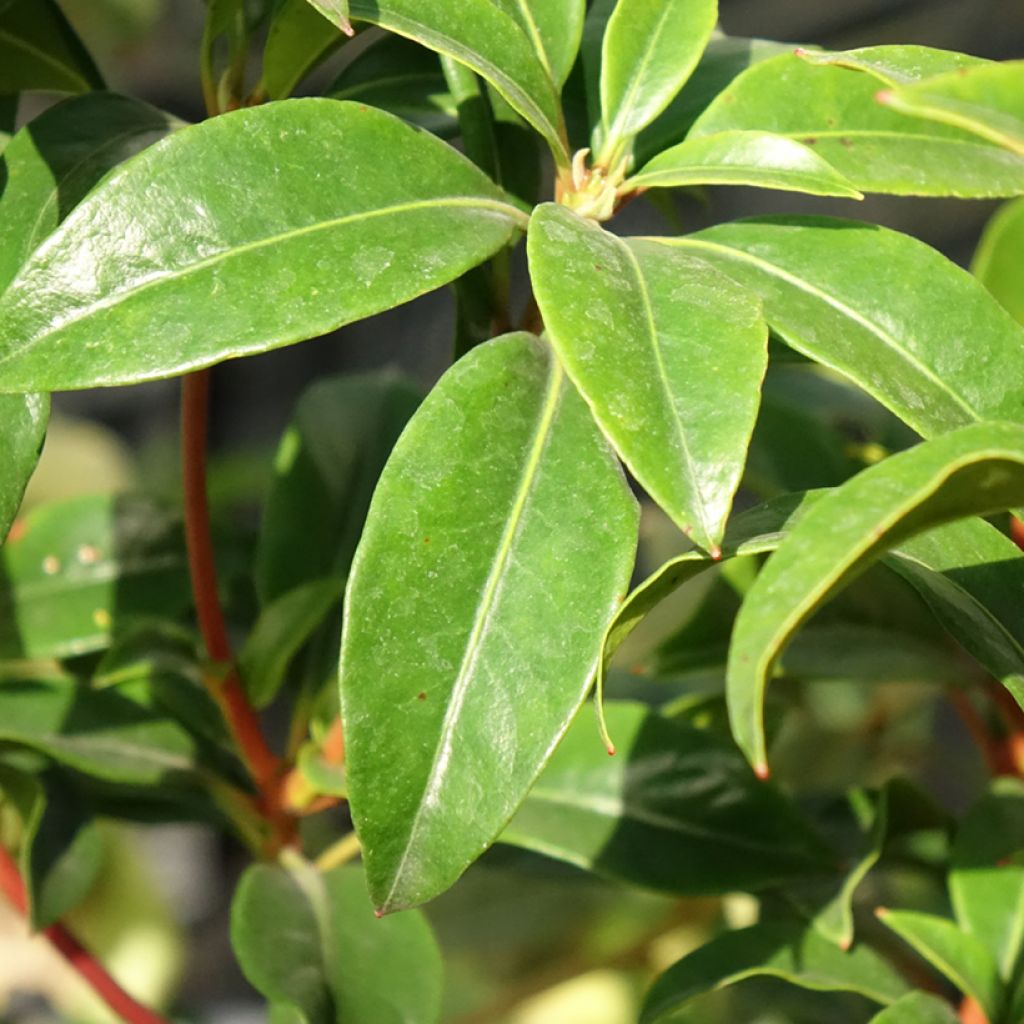 Kalmia latifolia Otsbo Red - Laurier des montagnes rouge et rose vif.