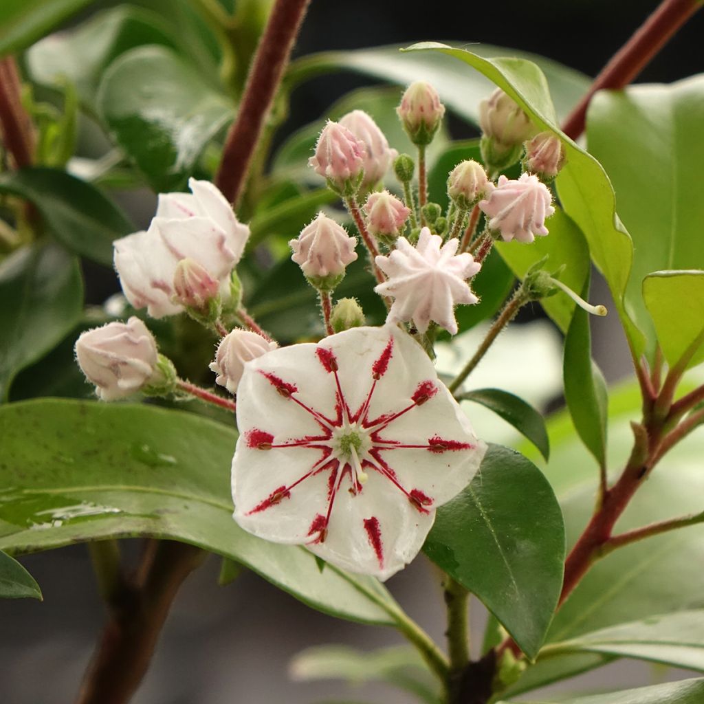 Kalmia latifolia Windmill - Laurier des montagnes