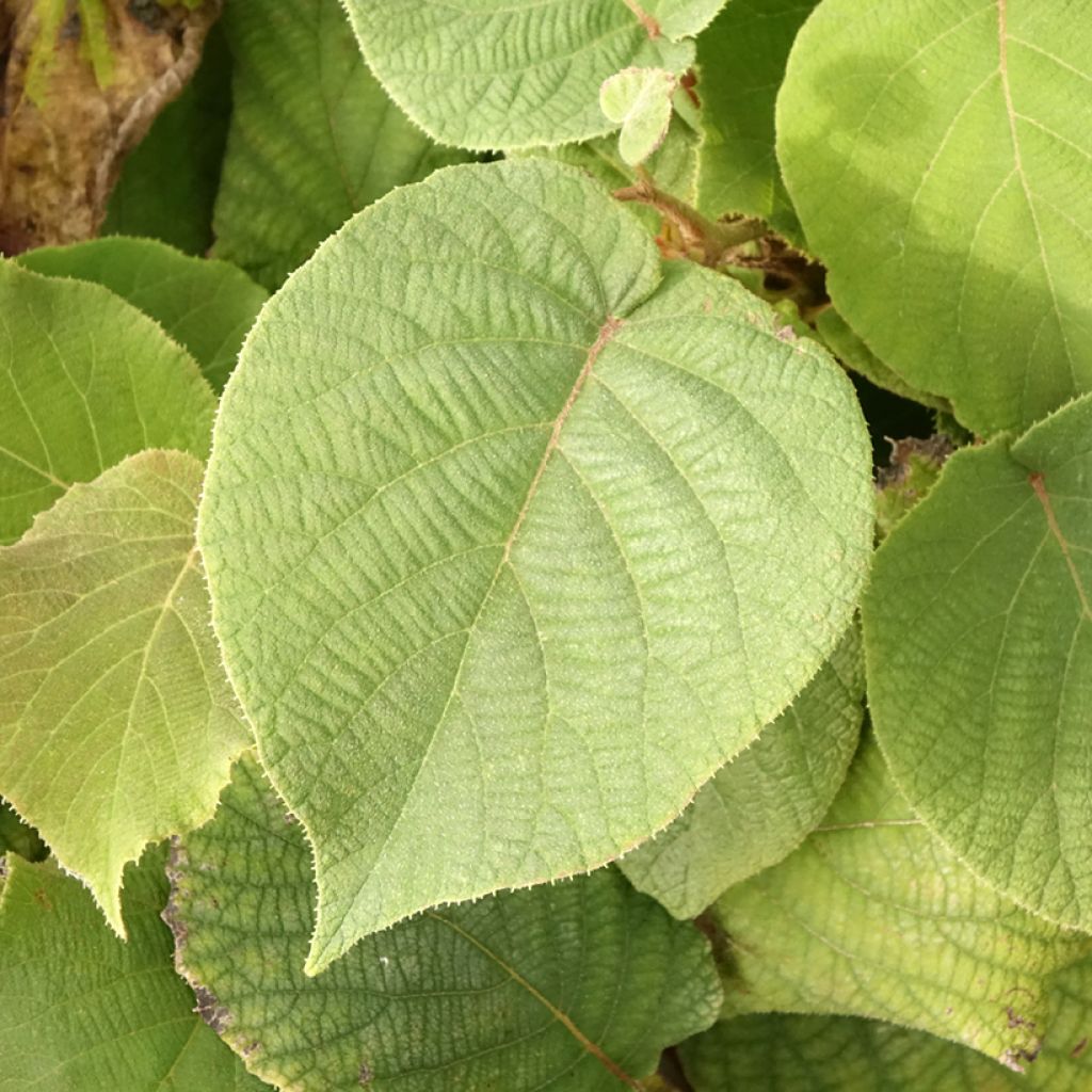 Kiwi Petite Homme (femelle) - Actinidia deliciosa