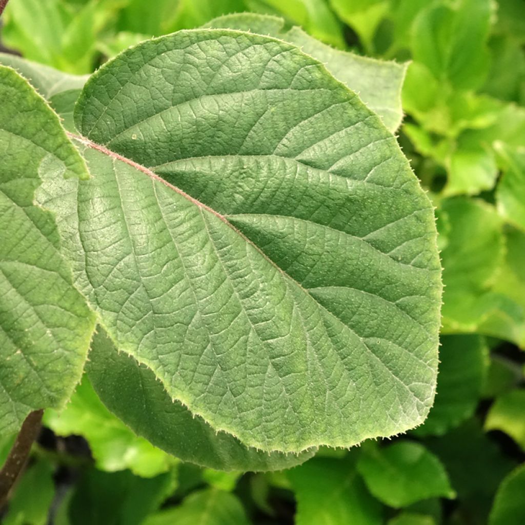 Kiwi jaune femelle - Actinidia deliciosa Kiwi Gold