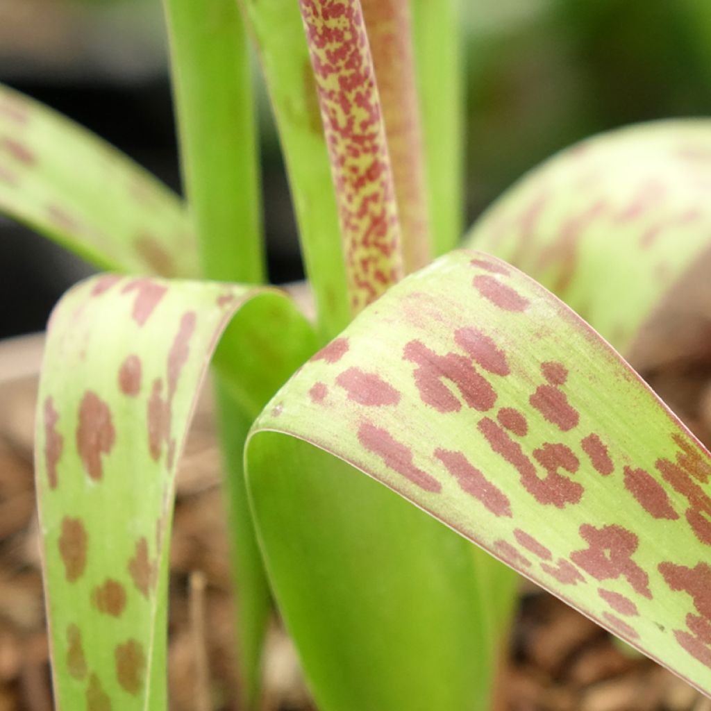 Lachenalia Rupert - Coucou du Cap