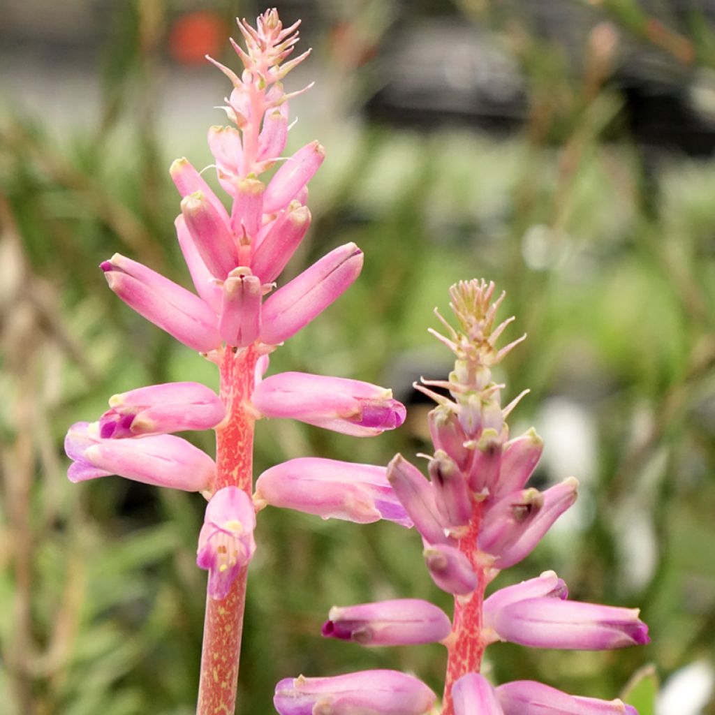 Lachenalia Rupert - Coucou du Cap