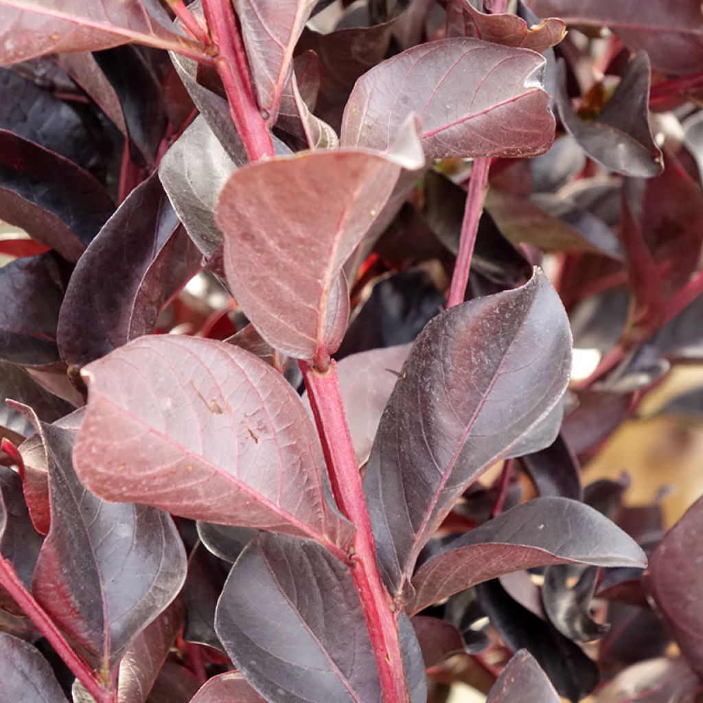 Lagerstroemia indica Black Solitaire (Black Diamond) Shell Pink - Lilas des Indes