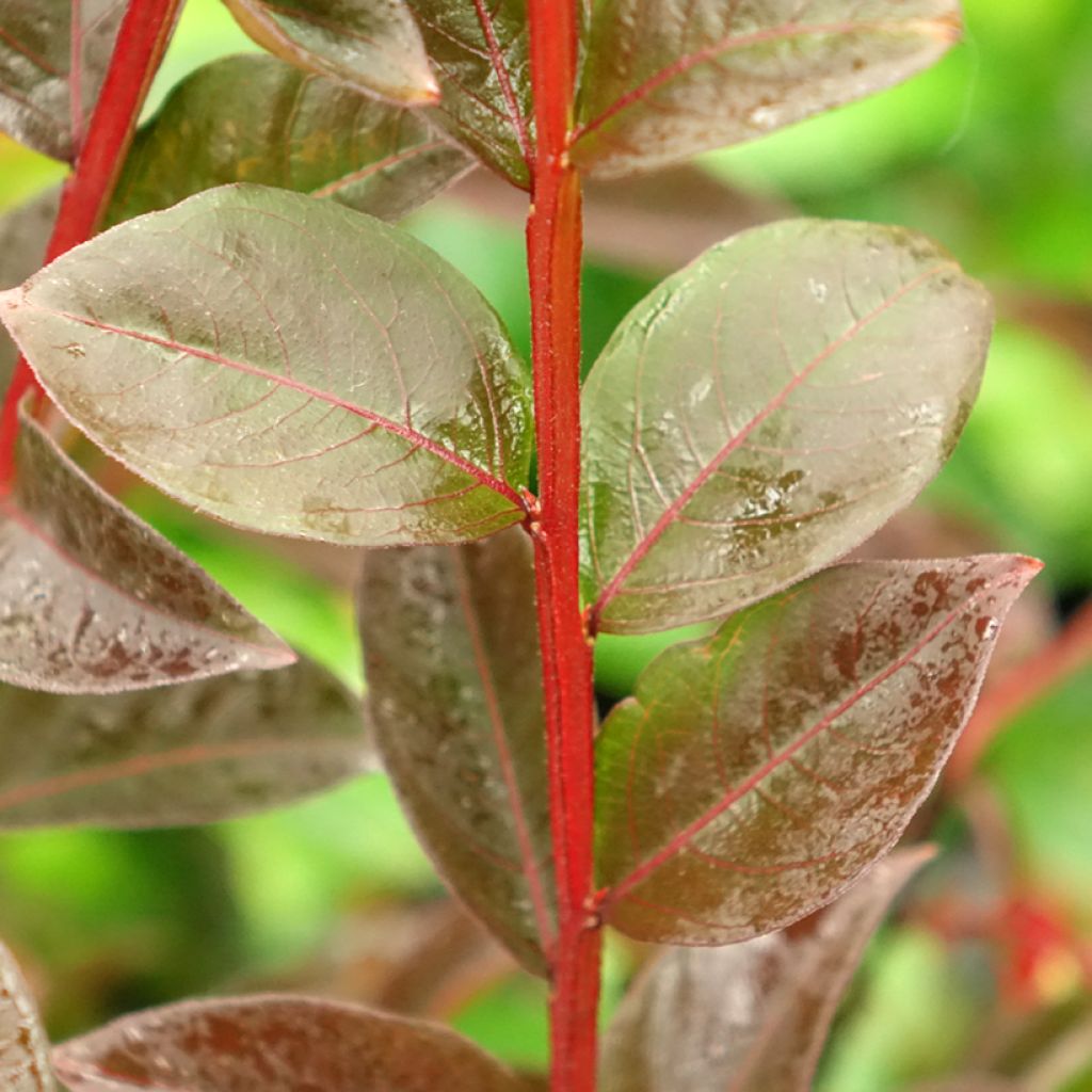 Lagerstroemia indica Black Solitaire (Black Diamond) Shell Pink - Lilas des Indes