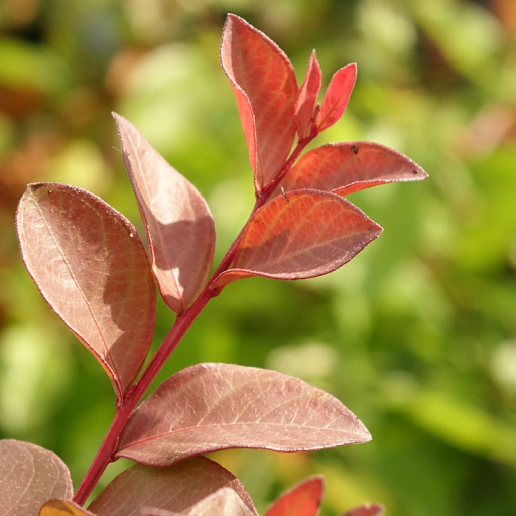 Lagerstroemia indica Cherry 'Lelaro' (Bouquet Rouge) - Lilas des Indes 