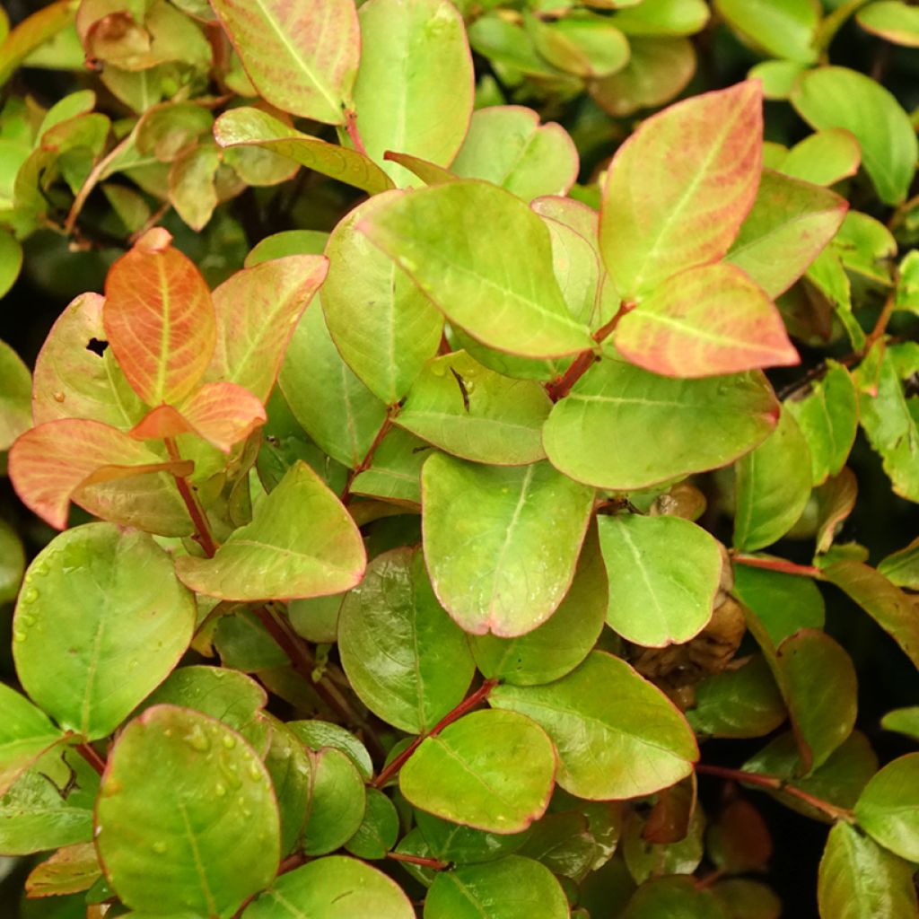 Lagerstroemia indica Dynamite  - Lilas des Indes