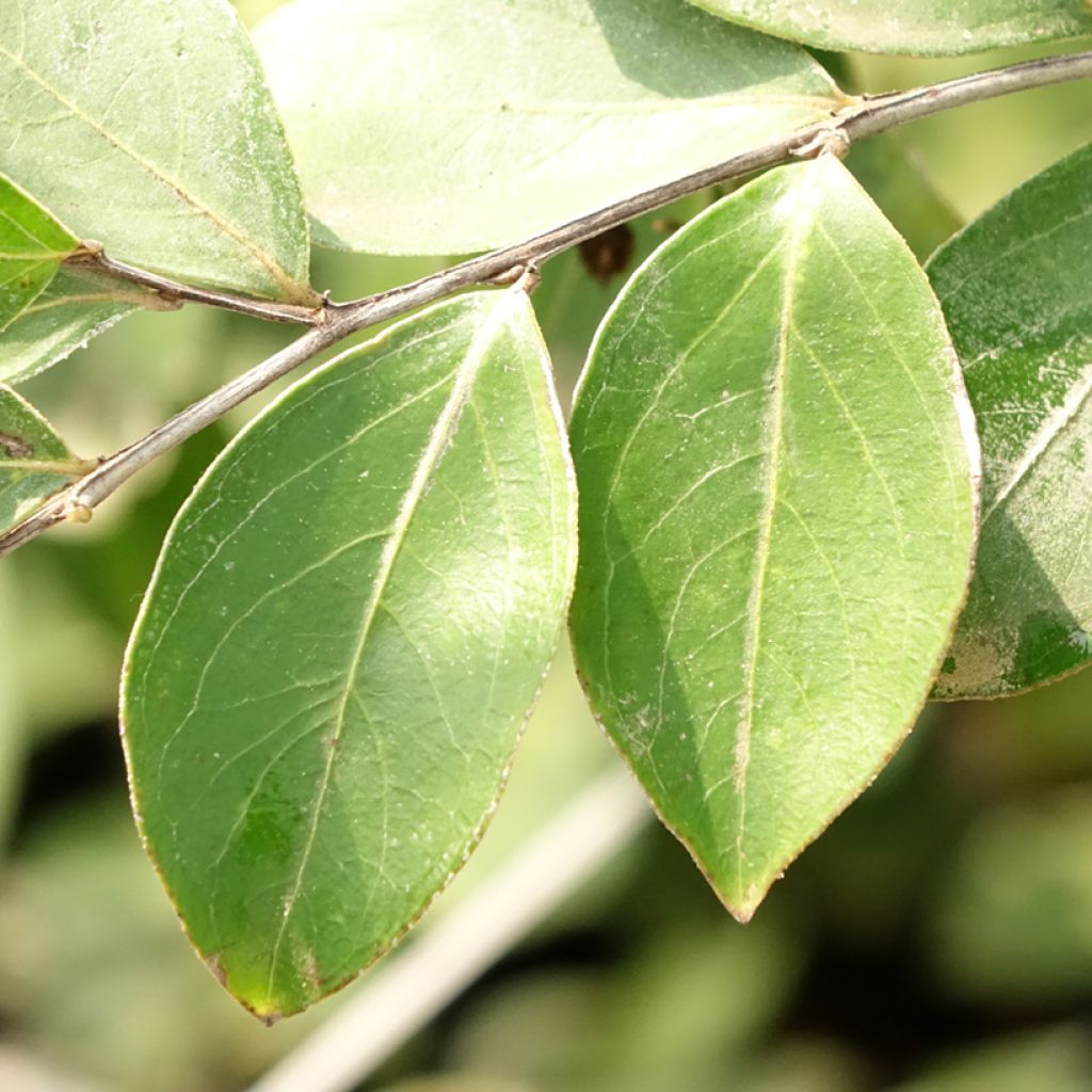 Lagerstroemia indica Pixie White - Lilas des Indes 
