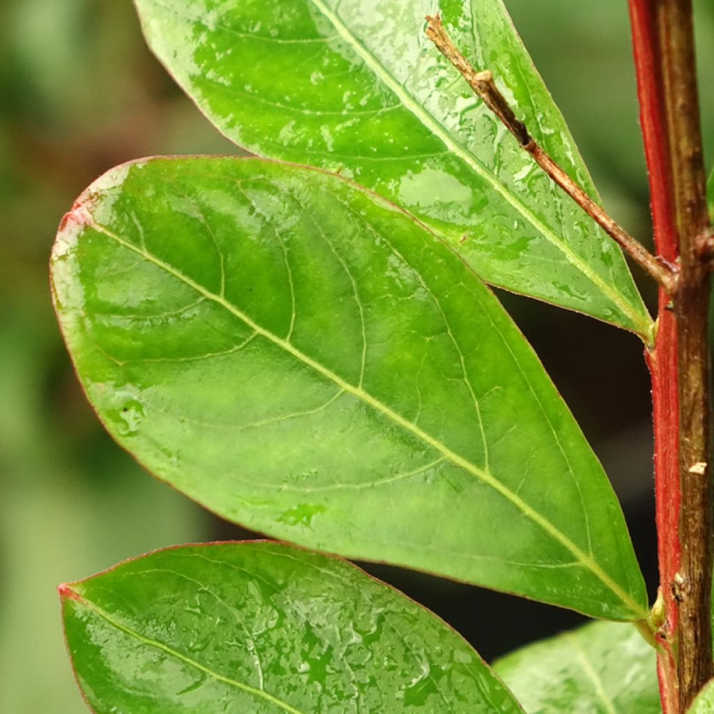 Lagerstroemia indica Red imperator - Lilas des Indes