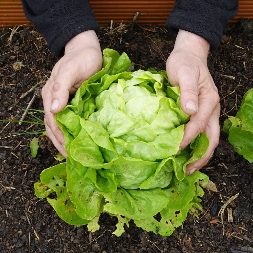 Laitue pommée Reine de Mai - Lactuca sativa