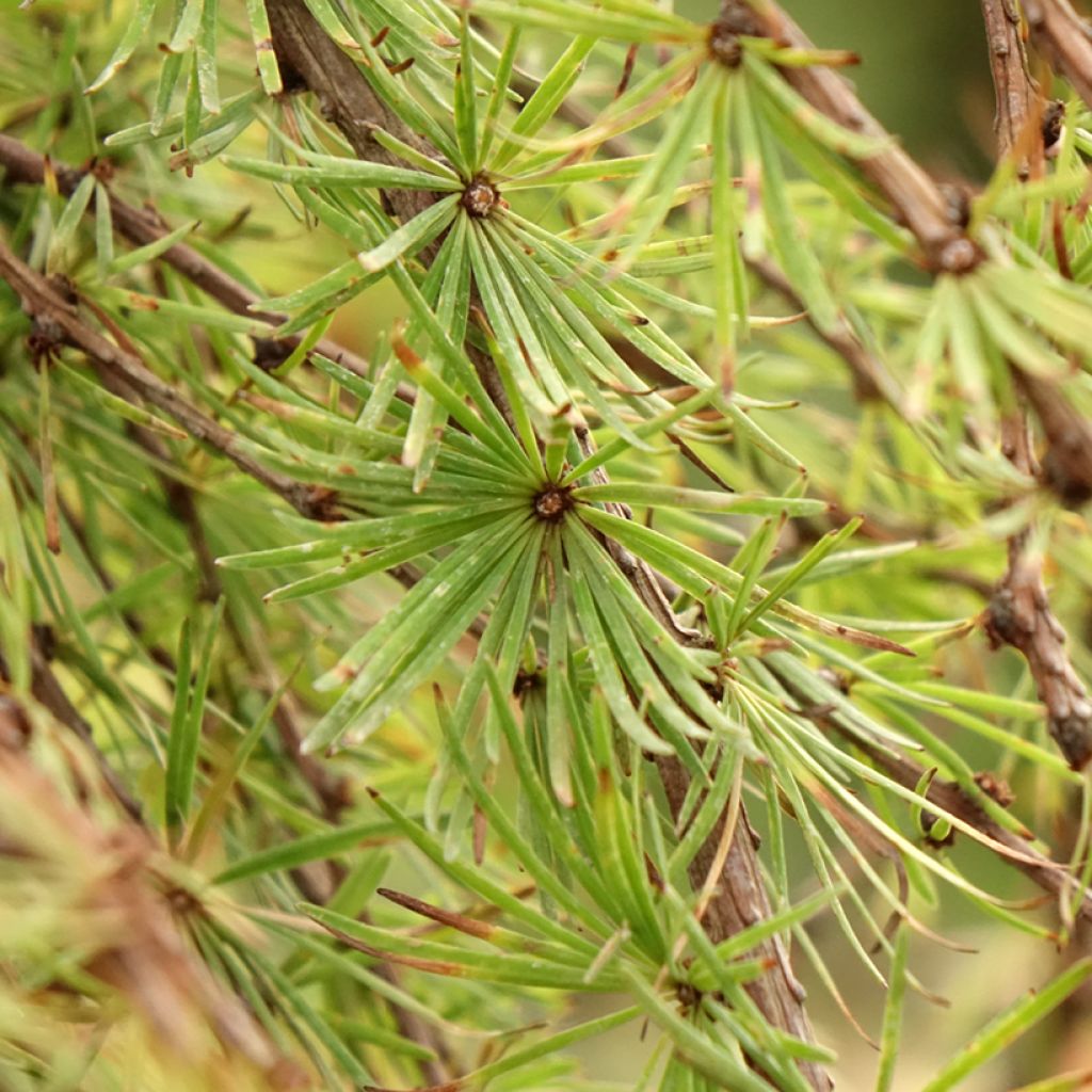 Larix kaempferi Stiff Weeping - Mélèze du Japon Stiff Weeping