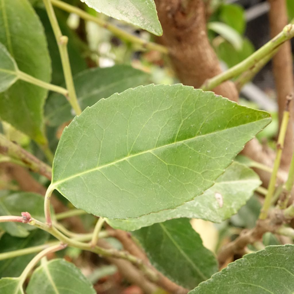 Laurier du Portugal - Prunus lusitanica Myrtifolia
