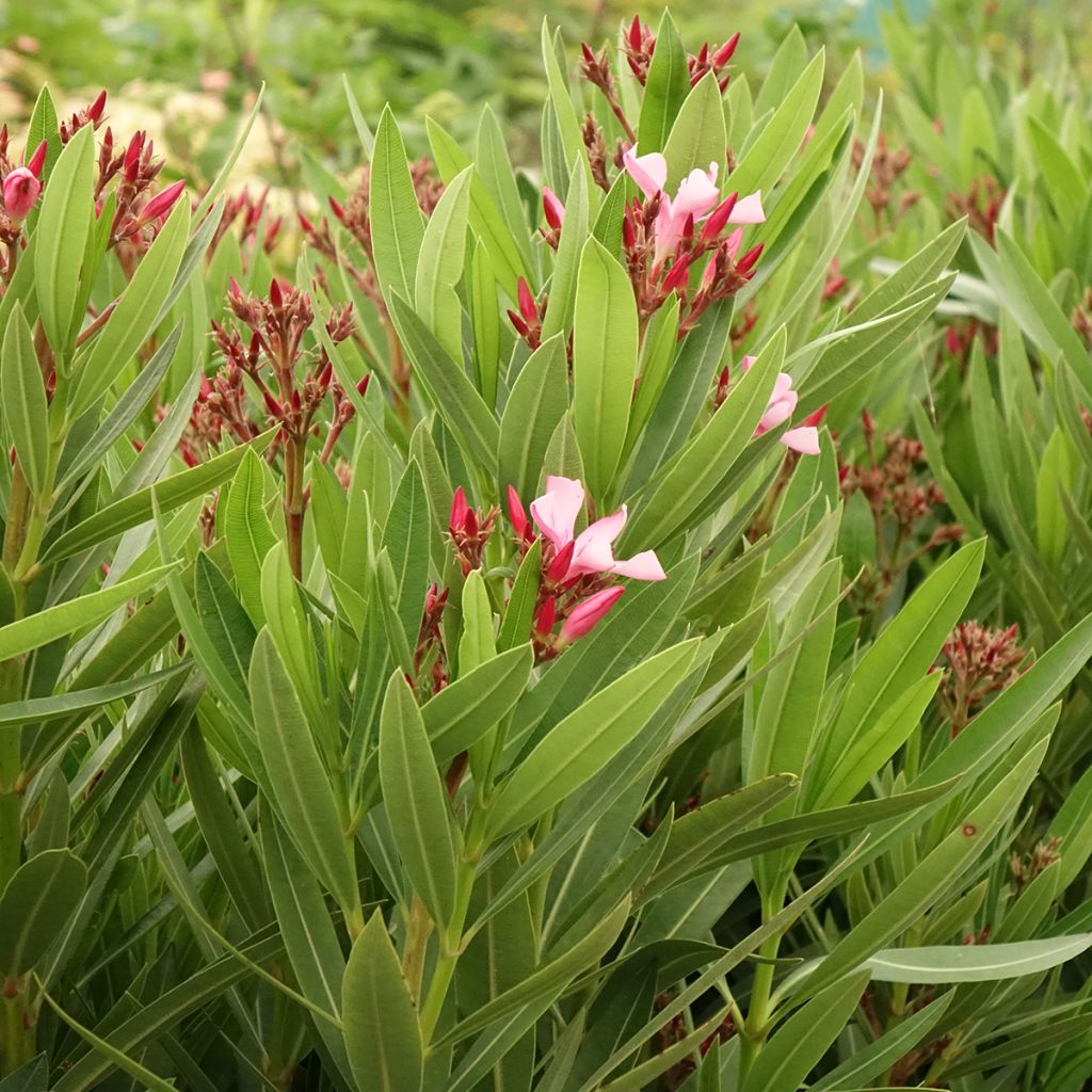 Laurier-rose Magaly – Nerium oleander