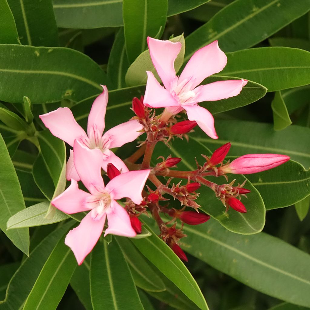Laurier-rose Magaly – Nerium oleander