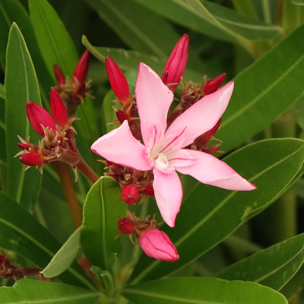 Laurier-rose Magaly – Nerium oleander