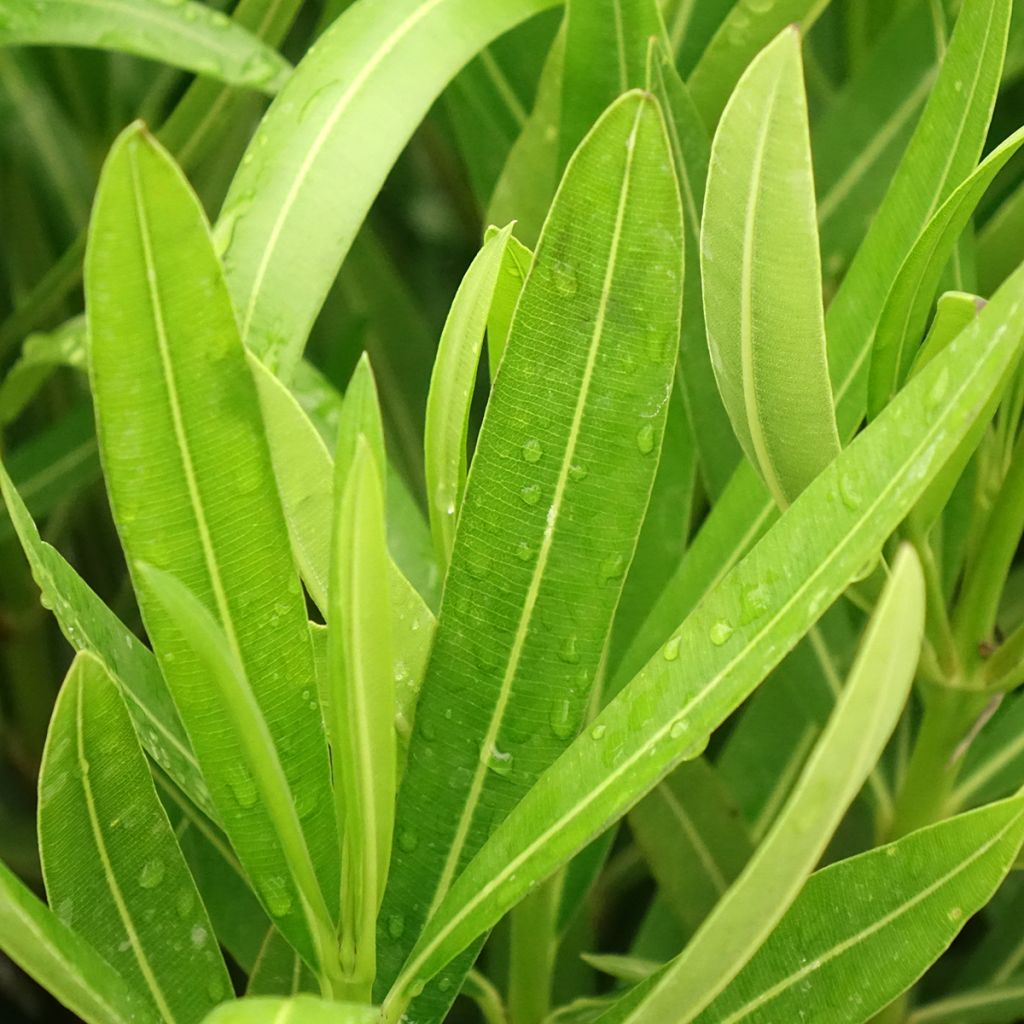 Laurier-rose Margarita – Nerium oleander