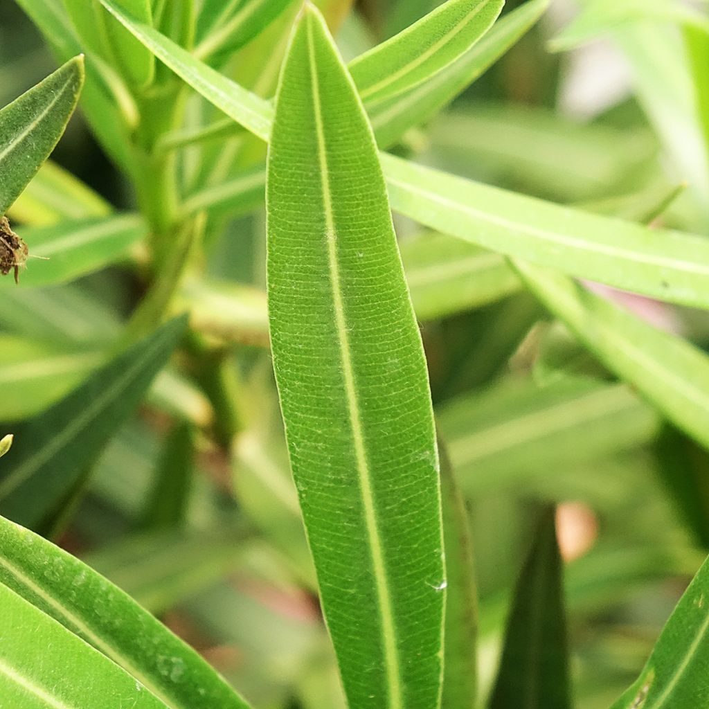 Laurier-rose Maurin des Maures – Nerium oleander