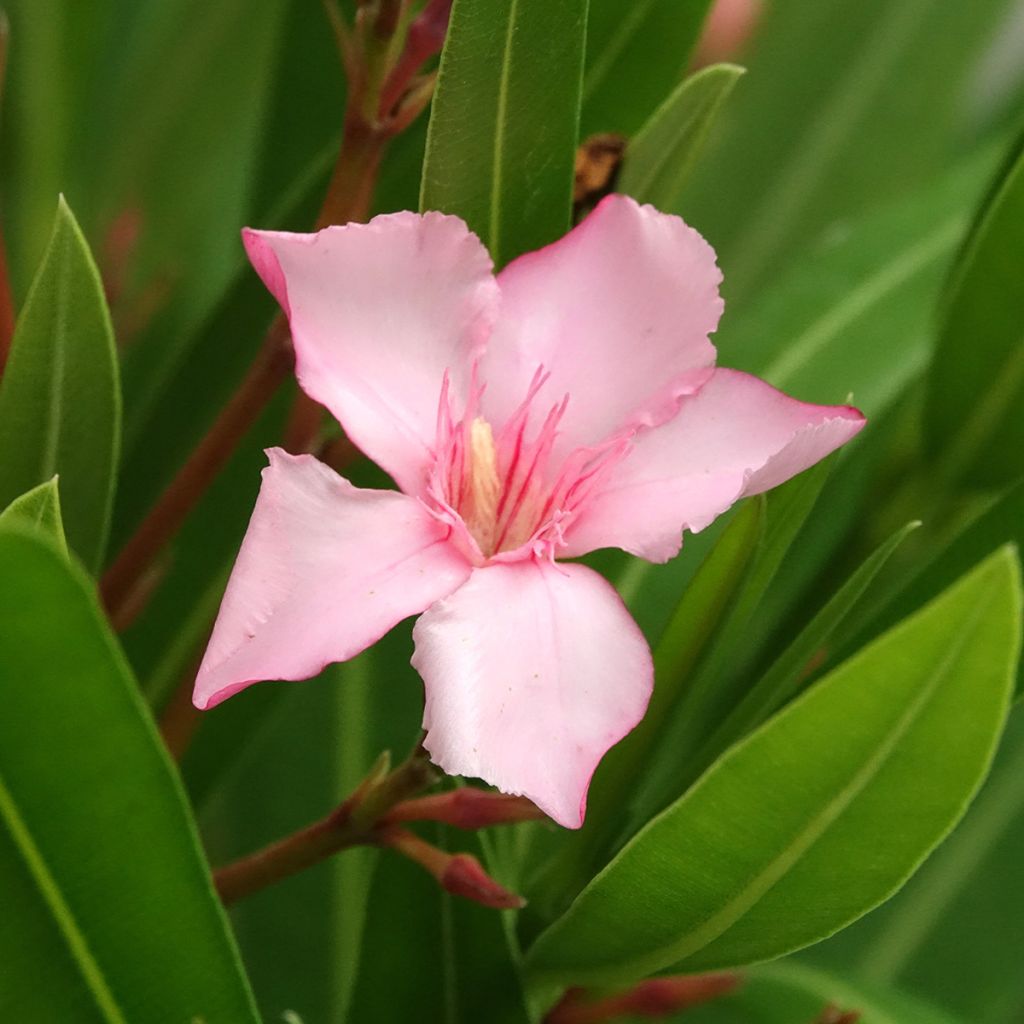 Laurier rose Sealy Pink – Nerium oleander