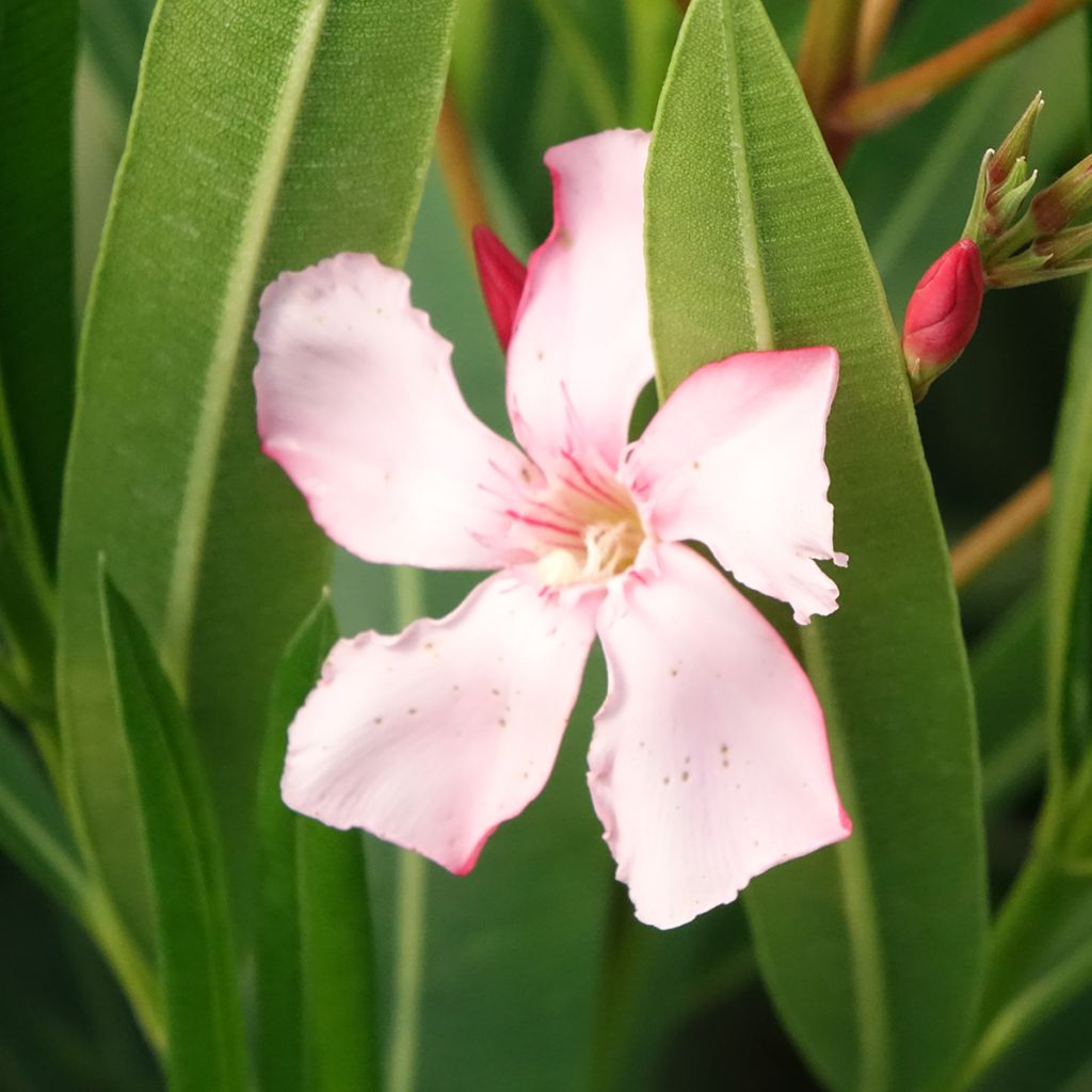 Laurier rose Soeur Agnes - Nerium oleander