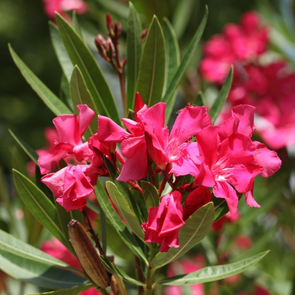 Laurier rose Italia - Nerium oleander