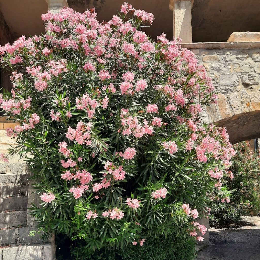 Laurier rose Provence - Nerium oleander