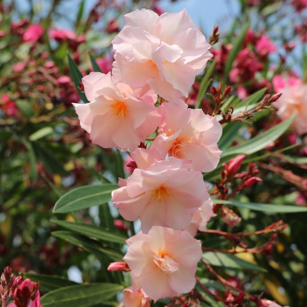 Laurier rose Provence - Nerium oleander