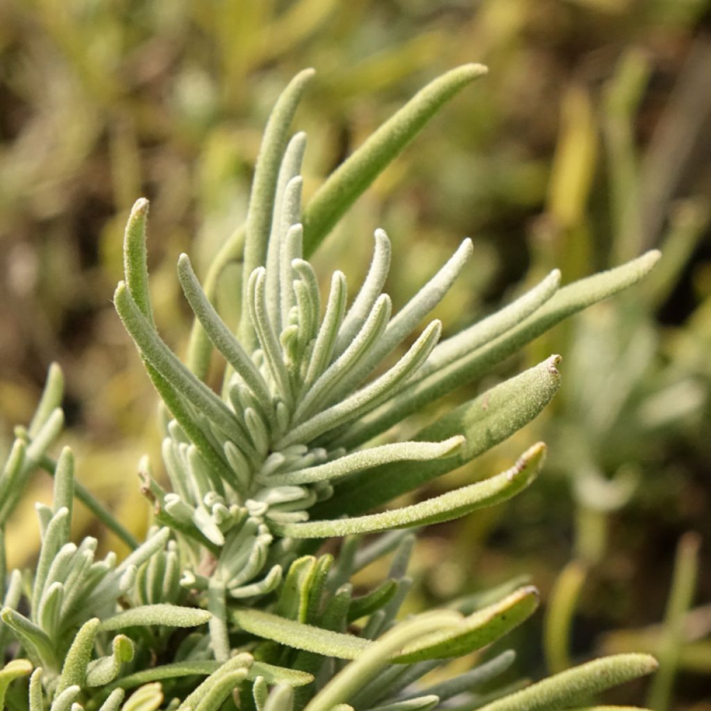 Lavande Arctic Snow - Lavandula angustifolia