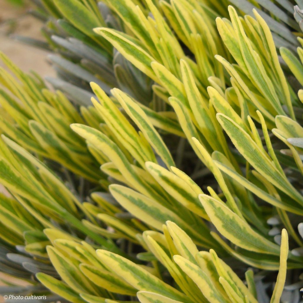 Lavande intermedia Platinum Blonde - Lavandin