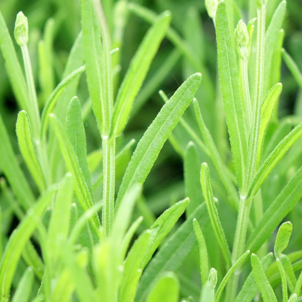 Lavande vraie Middachten - Lavandula angustifolia Middachten