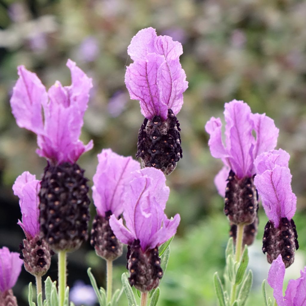 Lavandula stoechas Magical Posy Purple